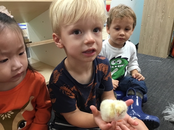 Stagging Little Zak's Academy | Easter Chicken Hatching Stagging Little Zak's Academy | Easter Chicken Hatching
