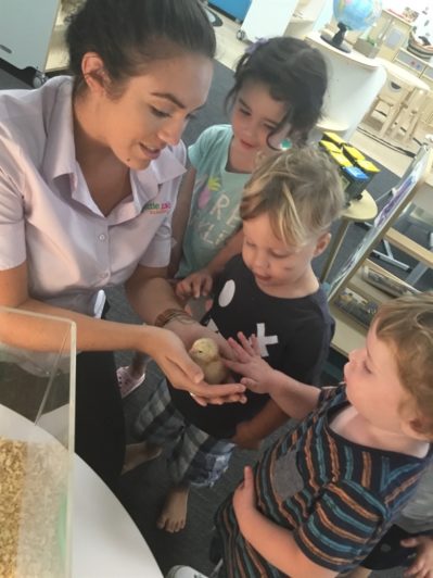 Stagging Little Zak's Academy | Easter Chicken Hatching Stagging Little Zak's Academy | Easter Chicken Hatching