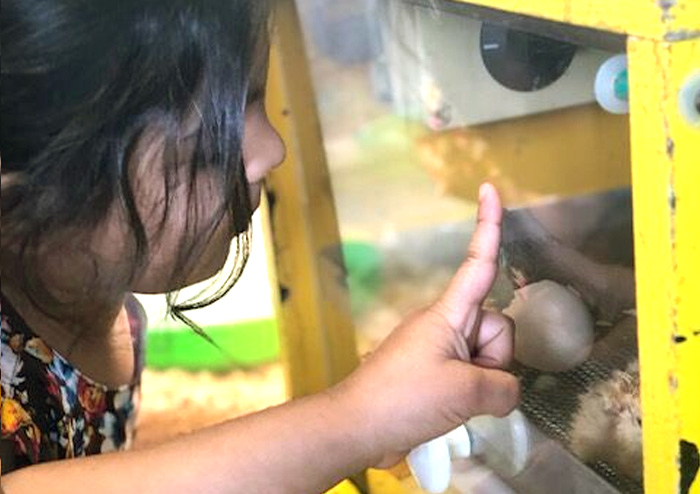 Stagging Little Zak's Academy | How Incursions and Excursions Make Education More Meaningful